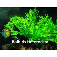Aquatic Live Plants (Bolbitis Heteroclita With Drift Wood) 60