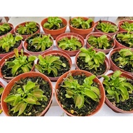 Dionaea Venus Flytrap Carnivorous House Home Potted Plant Gardening Landscaping