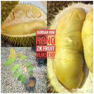 Anak Pokok Durian Kim Hong Golden Phoenix (D198)