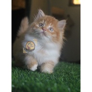 Kucing Persia Anggora Himalaya Munchkin Ragdol Bigbone Kitten