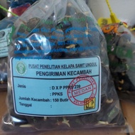 bibit sawit ppks 239 original