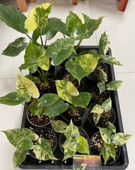 Alocasia gageana albo หูช้างด่างขาว กระถาง4” รากตรึมลายสเตียรมินท์ สวยงามแข็งแรงพร้อมส่ง