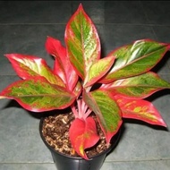 tanaman hias aglonema lipstik merah / aglonema / bunga aglonema