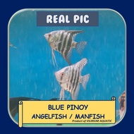 IKAN HIAS AIR TAWAR - ANGELFISH BLUE PINOY / MANFISH BLUE PINOY