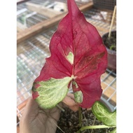 Caladium shycool (m)