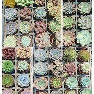 MOVEE-Live Plants (8.5cm pot) succulent & cactus  [随机发货 randomly Pick] 1 Pot