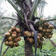 bibit kelapa hibrida unggul paket 3 bibit kelapa