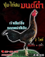 ไข่เชื้อไก่ชน ส.มีสุวรรณ100%เจ้าเยียร์ซิ่ง รับประกันเชื้อ ร้านจัดส่งไว