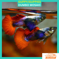 RFA High Grade Dumbo Red Tail Platinum Guppy Ikan Hidup Guppy