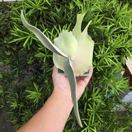AKKI鹿角蕨 側芽