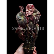 【HIDINGNATURE】 Begonia rubida (rare)