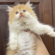 Kucing Persia Anggora Kitten
