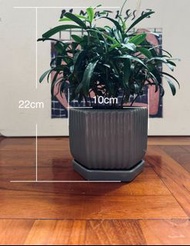 小盆栽 (羅漢松) Healthy Green Potted Plant with Grey Pot