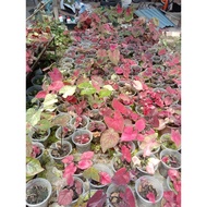 Caladium Silangan ID Rare ~ Saiz Sederhana