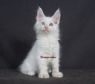 Kucing Mainecoon White Solid Odd Eyes Male Kitten (Invoice)