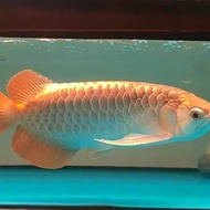 ikan arwana super red 37cm