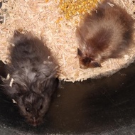 hamster syrian satin long hair