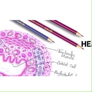 Hematoxylin & Eosin Pencil (1 pair) RS