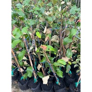 Bidara Epal - Pokok Buah Bidara Epal
