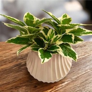 【簡約美學】 斑葉彩葉草 文青盆栽送禮居家佈置綠化設計