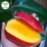 Pohon Mangga Miyazaki 1 Meter Original | Bibit Mangga | Tanaman Buah