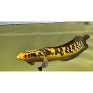 [ (cod) ikan channa 9-10 cm maru yellow centarum (red eye) ys. ]