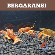 lobster hias brown clarky size 5cm | lobster air tawar | lobster hidup
