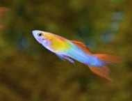 【成崧水族】日本紅雙劍 紅雙劍孔雀魚 孔雀魚 小型魚 熱帶魚