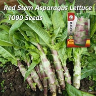 High Yield Red Stem Asparagus Lettuce Seeds (1000 Seeds) Celery Lettuce Plant Seeds Vegetable Seeds 