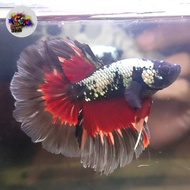 ikan cupang Halfmoon semi rosetail Avatar Cooper nemo male kode 005