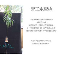 心栽花坊-青玉水蜜桃/4吋/嫁接苗/水蜜桃/水果苗/售價180特價150
