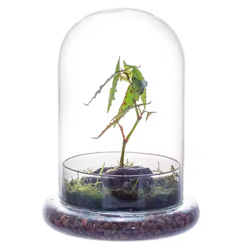 Glass Dome with Airhole Glass Cloche Bell Jar with Base Home Tabletop Display Clear Terrarium Contai