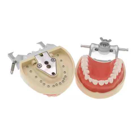 Dental Typodont Teeth Model Compatible Kilgore NISSIN 200 Type Removable Preparation Teeth 32Pcs M80