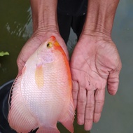 ikan gurame padang ukuran jumbo