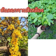 ต้นทองกวาวสีเหลือง/ดอกจานสีเหลือง. ชุดละ 2ต้น #ไม้หายาก นิยมเลี้ยงทำบอนไซ. #ไม้ยืนยืนต้นขนาดใหญ่ สำหรับประดับ ตกแต่ง. #ดอกมีสีเหลือง สวยงาม แปลกตา