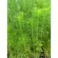 anak pokok Dill/ pokok halau nyamuk/ Dill Sapling