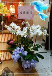 【歐式綠坊花苑】【gtco317】5株蝴蝶蘭盆景(桌上型)~靈堂/安靈桌蘭花~配送桃園區/八德竹.大湳/蘆竹區.南崁大竹
