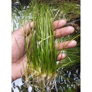 Valisneria natan 10btg -aquascape Plant
