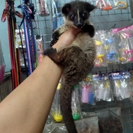 musang akar