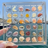 Acrylic Magnetic Jewelry Storage Box, Large Seashell Display Case Jewel Organizer Showcase Container