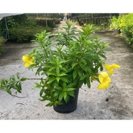 Yellow Hydrangea Plant Pot (Pot 30-40cm high)