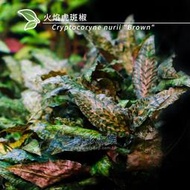 【AC草影】火焰虎斑椒草（闊葉型）【一株】 ECS012417 中景草 椒草系列 闊葉型