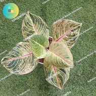 tanaman aglonema emeralda bibit/bonggol