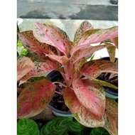 Aglaonema/red lipstick/pink butterfly/evergreen