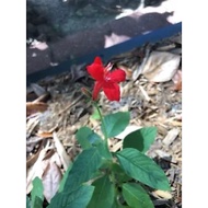 Pokok Bunga RUELLIA MERAH  / pokok dalam polybag