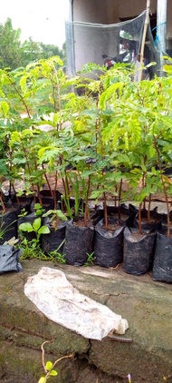 paket 2 bibit  asem bahan bonsai / pohon asem bahan bonsai murah