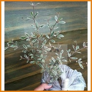 ☜ ☎ ❧ Variegated African Talisay rare