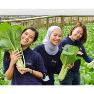 Benih Segar Benih Baru PREMIUM SEED - Biji Benih Sawi Giant Jumbo Green Cx9 - 2 Gram Seed
