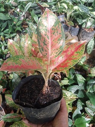 Big Roy Aglaonema