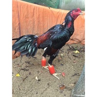 [TYPE 1] Leg Weights for Fighting Chickens, Leg Weights for Chickens (1 Pair)